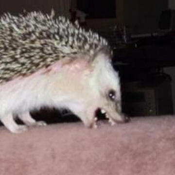 a hedgehog biting the arm of a couch.